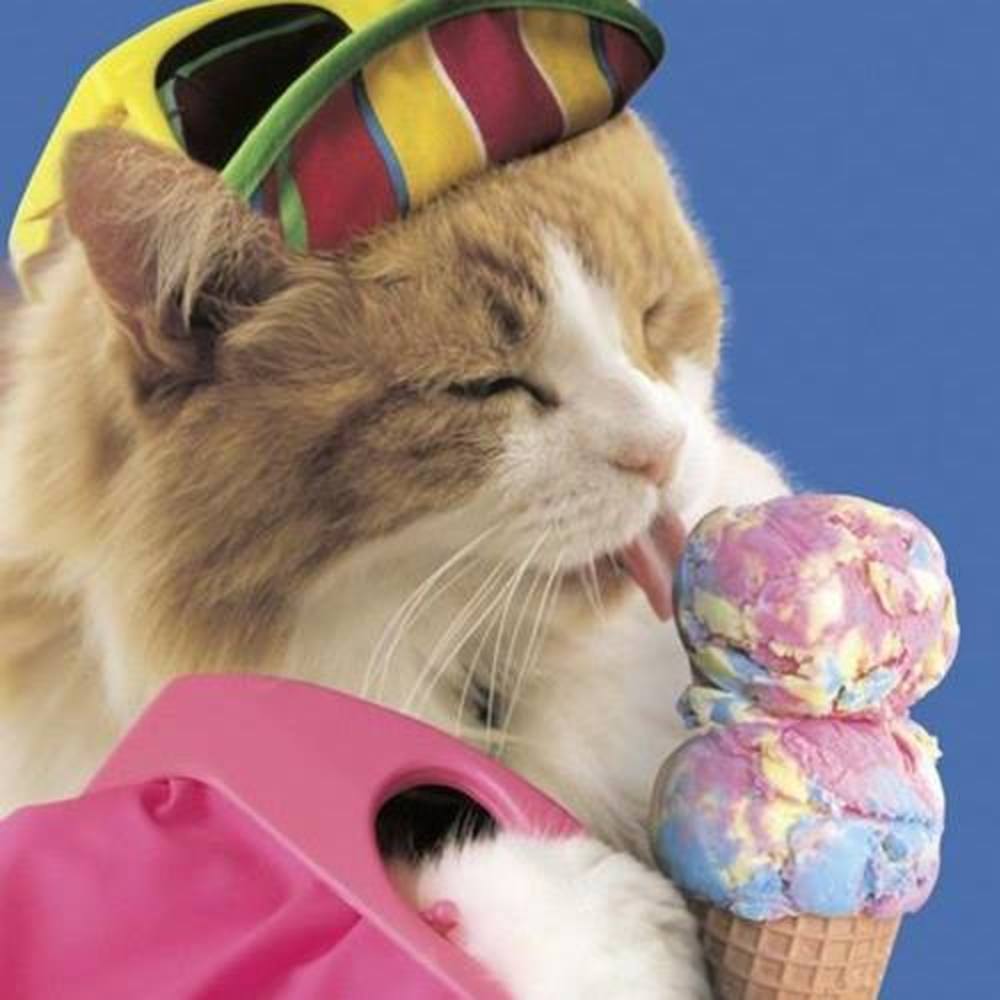 Meet your Posher, Elena